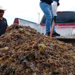 Gobierno Municipal refuerza limpieza de playas tras arribo de sargazo.