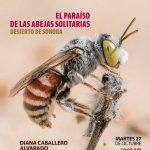 ¡Descubre la belleza de las abejas solitarias del Desierto de Sonora!🐝